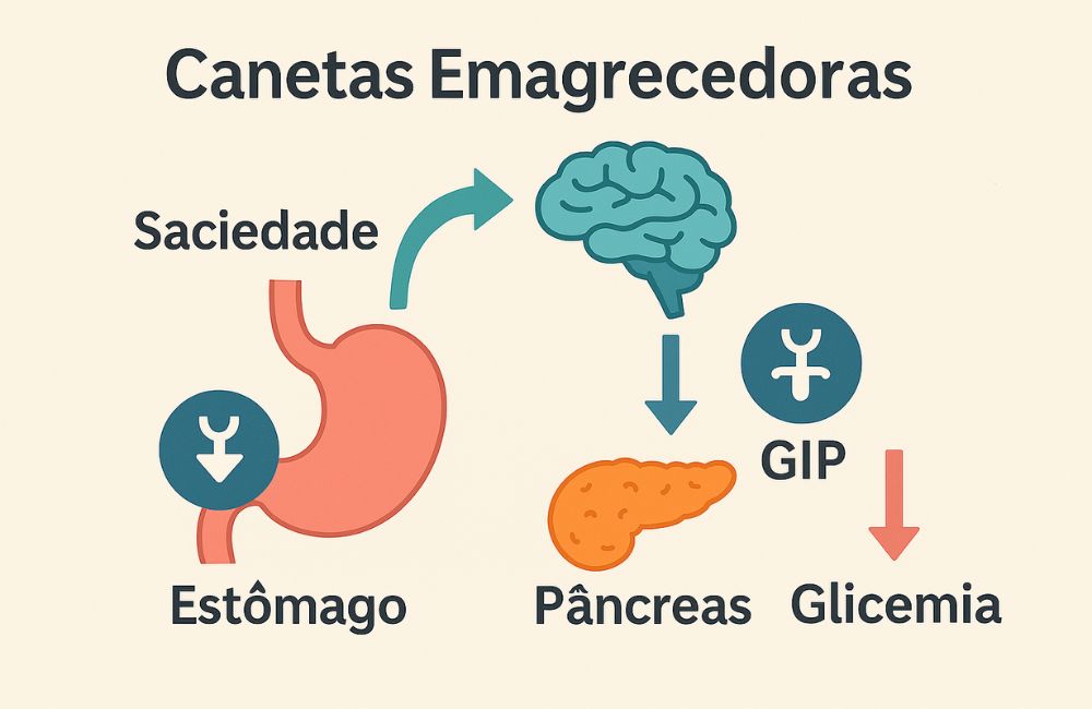mecanismo_das_canetas_emagrecedoras Ilustração mostrando mecanismo das canetas emagrecedoras GLP-1 e GIP, regula.ndo saciedade e glicemia