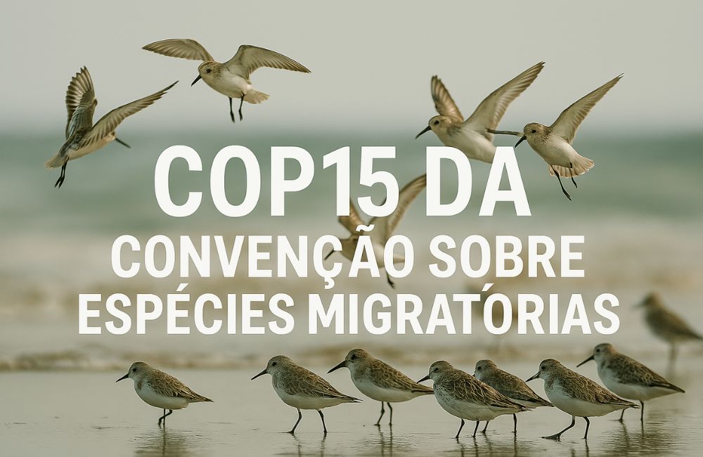 Aves migratórias em praia, imagem de capa sobre a COP15 da Convenção sobre Espécies Migratórias